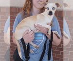 Small Photo #2 Chihuahua-Unknown Mix Puppy For Sale in Carrollton, TX, USA
