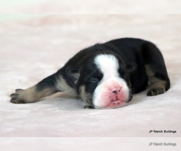 Medium Photo #13 Bulldog Puppy For Sale in WINNSBORO, TX, USA