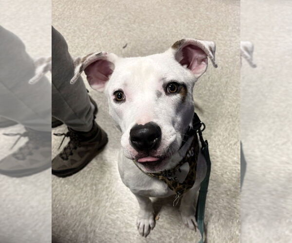 Medium Photo #15 American Staffordshire Terrier-Unknown Mix Puppy For Sale in Wenonah, NJ, USA