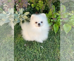 Pomeranian Puppy for Sale in Chisinau, Chisinau Municipality Moldova