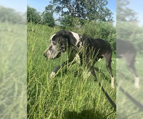 Medium Photo #9 Great Dane Puppy For Sale in Bullard, TX, USA