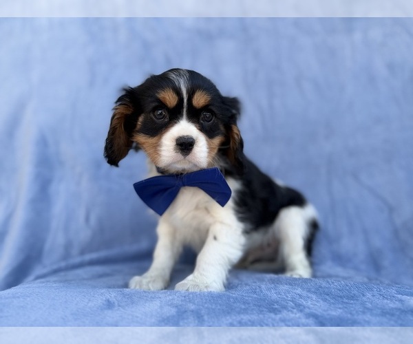 Medium Photo #1 Cavalier King Charles Spaniel Puppy For Sale in LAKELAND, FL, USA