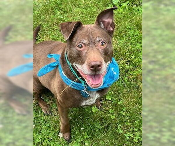 Medium Photo #4 American Pit Bull Terrier-Labrador Retriever Mix Puppy For Sale in Oakhurst, NJ, USA