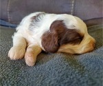 Small #5 Miniature Bernedoodle