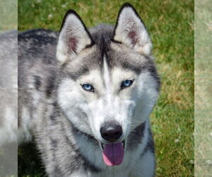 - Mix Dogs for adoption in Huntley, IL, USA