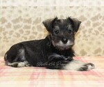 Small #1 Schnauzer (Miniature)