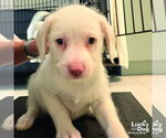 Small #1 Mutt
