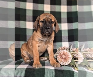 Cane Corso Puppy for sale in KIRKWOOD, PA, USA