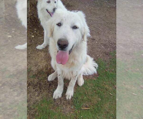 Medium Photo #8 Great Pyrenees Puppy For Sale in Spring, TX, USA