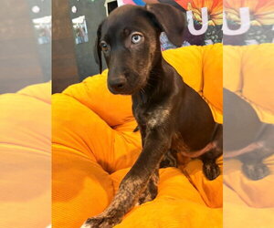Logan - Female Mutt Dog for Adoption - Photo #4