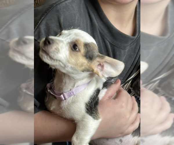 Medium Photo #3 Mutt Puppy For Sale in Candler, NC, USA