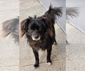 Domino - Male Pomeranian-Unknown Mix Dog for Adoption - Photo #4
