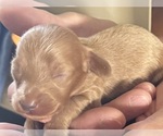 Small #3 Dachshund