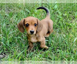 Dachshund Puppy for sale in CLARK, MO, USA