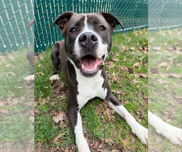 Medium Photo #41 American Pit Bull Terrier-Beagle Mix Puppy For Sale in Brewster, NY, USA