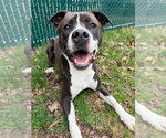 Small #40 American Pit Bull Terrier-Beagle Mix