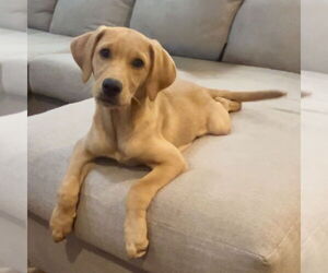 Golden Labrador Dogs for adoption in Fort Worth, TX, USA