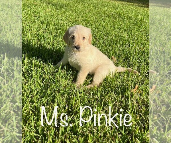 Medium Photo #1 Labradoodle Puppy For Sale in ARGYLE, TX, USA