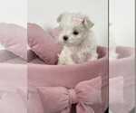 Image preview for Ad Listing. Nickname: Cute maltese