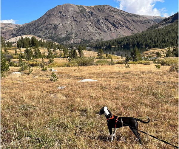 Medium Photo #3 American Pit Bull Terrier-Whippet Mix Puppy For Sale in Davis, CA, USA