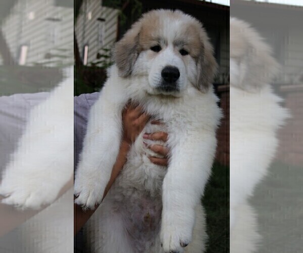 Medium Photo #1 Great Pyrenees Puppy For Sale in LAFAYETTE, CO, USA