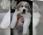 Small Photo #1 Great Pyrenees Puppy For Sale in LAFAYETTE, CO, USA