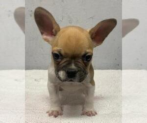 French Bulldog Puppy for sale in CHARLESTON, SC, USA