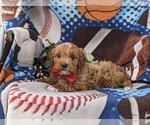Small Photo #5 Cavapoo Puppy For Sale in STEVENS, PA, USA