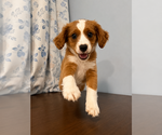 Small #3 Cavapoo (Miniature)