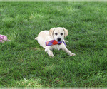Small #2 Labrador Retriever