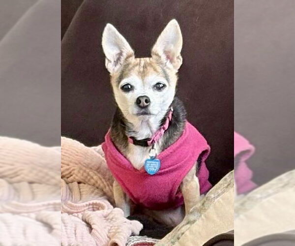 Medium Photo #11 Chihuahua-Unknown Mix Puppy For Sale in Boonton, NJ, USA