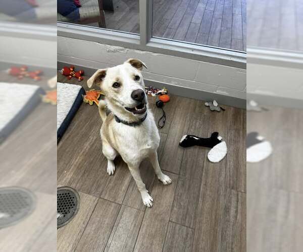 Medium Photo #9 Mutt Puppy For Sale in Rowlett, TX, USA