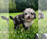 Small #11 Cavapoo (Miniature)