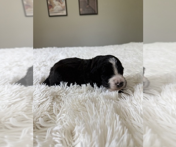 Medium Photo #104 Bernedoodle Puppy For Sale in BELMONT, NC, USA