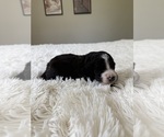 Small #103 Bernedoodle