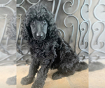 Puppy AKC Black male Poodle (Standard)