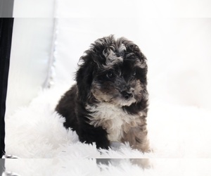 Poodle (Miniature) Puppy for Sale in DYERSBURG, Tennessee USA