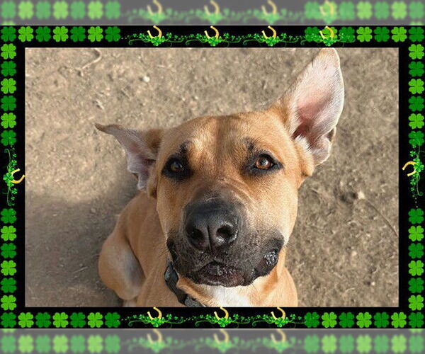 Medium Photo #3 American Pit Bull Terrier-Unknown Mix Puppy For Sale in Ojai, CA, USA