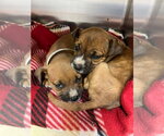 Small #1 Boxador