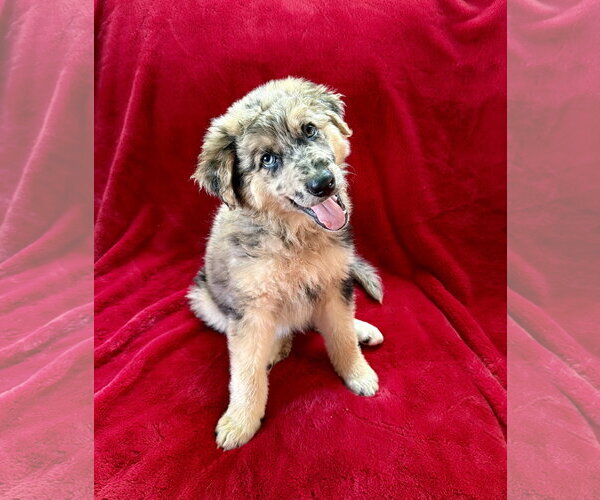 Medium Photo #4 Australian Shepherd-Unknown Mix Puppy For Sale in Plainfield, IL, USA