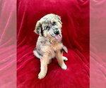 Small #3 Australian Shepherd Mix