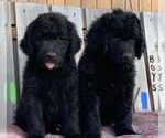 Small Photo #2 Newfypoo Puppy For Sale in WESTON, OR, USA