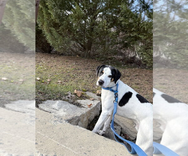 Medium Photo #8 Mutt Puppy For Sale in Elmsford, NY, USA