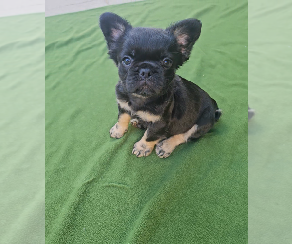Medium Photo #4 French Bulldog Puppy For Sale in LOS ANGELES, CA, USA