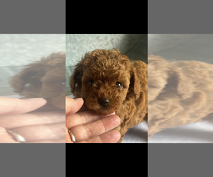 Poodle (Toy) Puppy for Sale in NILES, Michigan USA