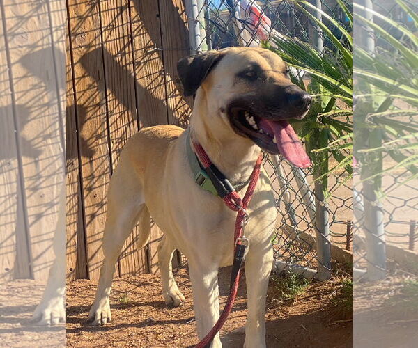 Medium Photo #3 Black Mouth Cur-Unknown Mix Puppy For Sale in phoenix, AZ, USA