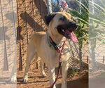 Small #2 Black Mouth Cur Mix