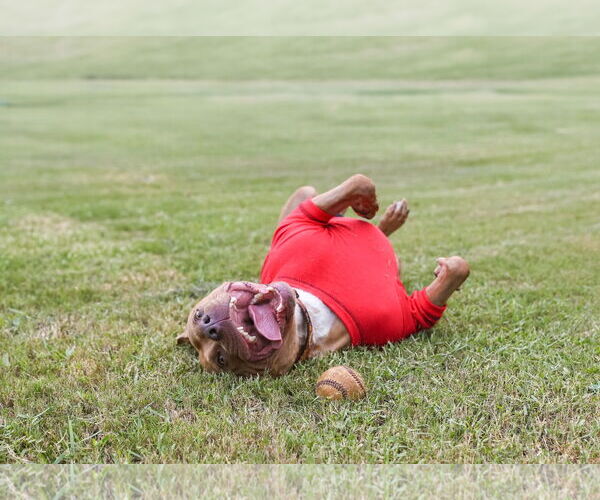 Medium Photo #9 Mutt Puppy For Sale in  Gainesville, FL, USA