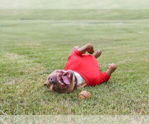 Chopper II - Male Mutt Dog for Adoption - Photo #8