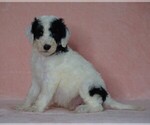 Small #1 Poodle (Standard)-Shepadoodle Mix